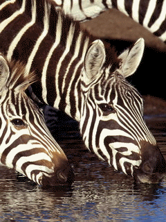 Animal Screensavers 0062